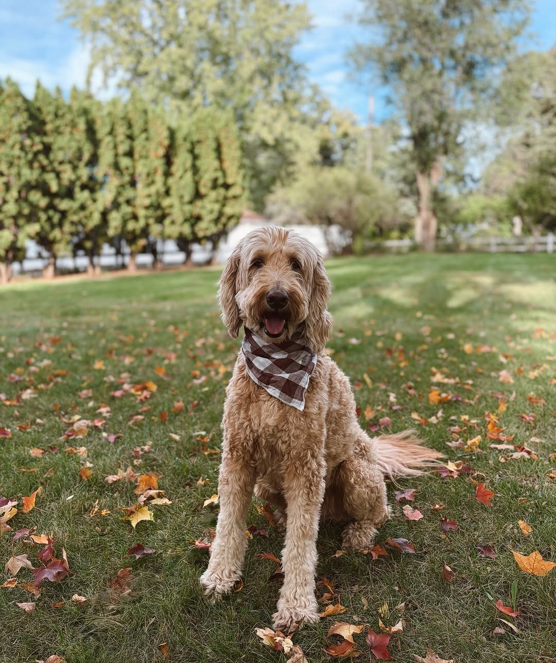 13 Fall Gifts for Women, From Cozy Socks to Cookbooks 8 Golden doodle dog wearing a checkered bandana sitting on grass with autumn leaves.