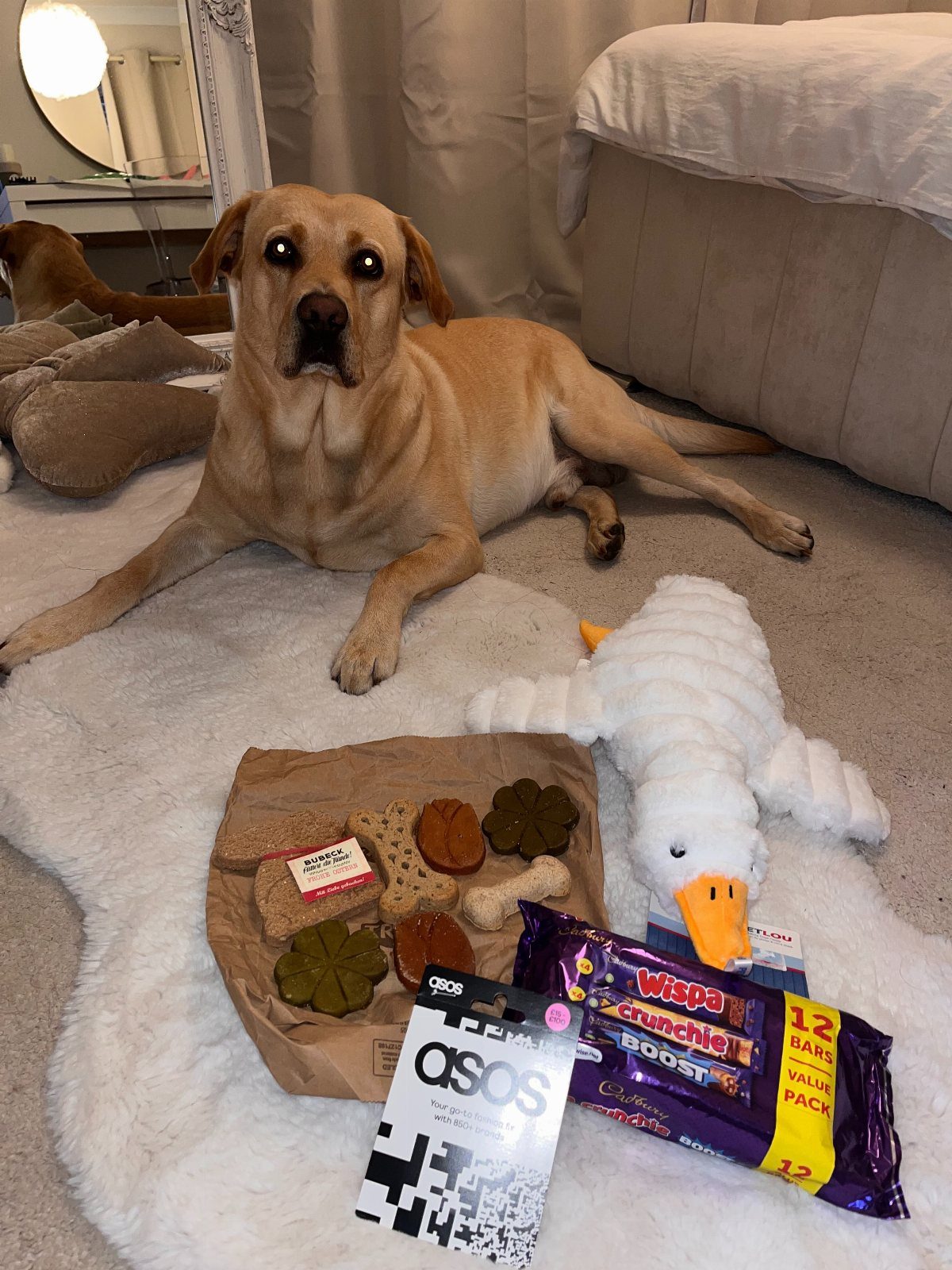 Yellow Labrador dog lying next to pet treats, a plush toy, and gift cards.