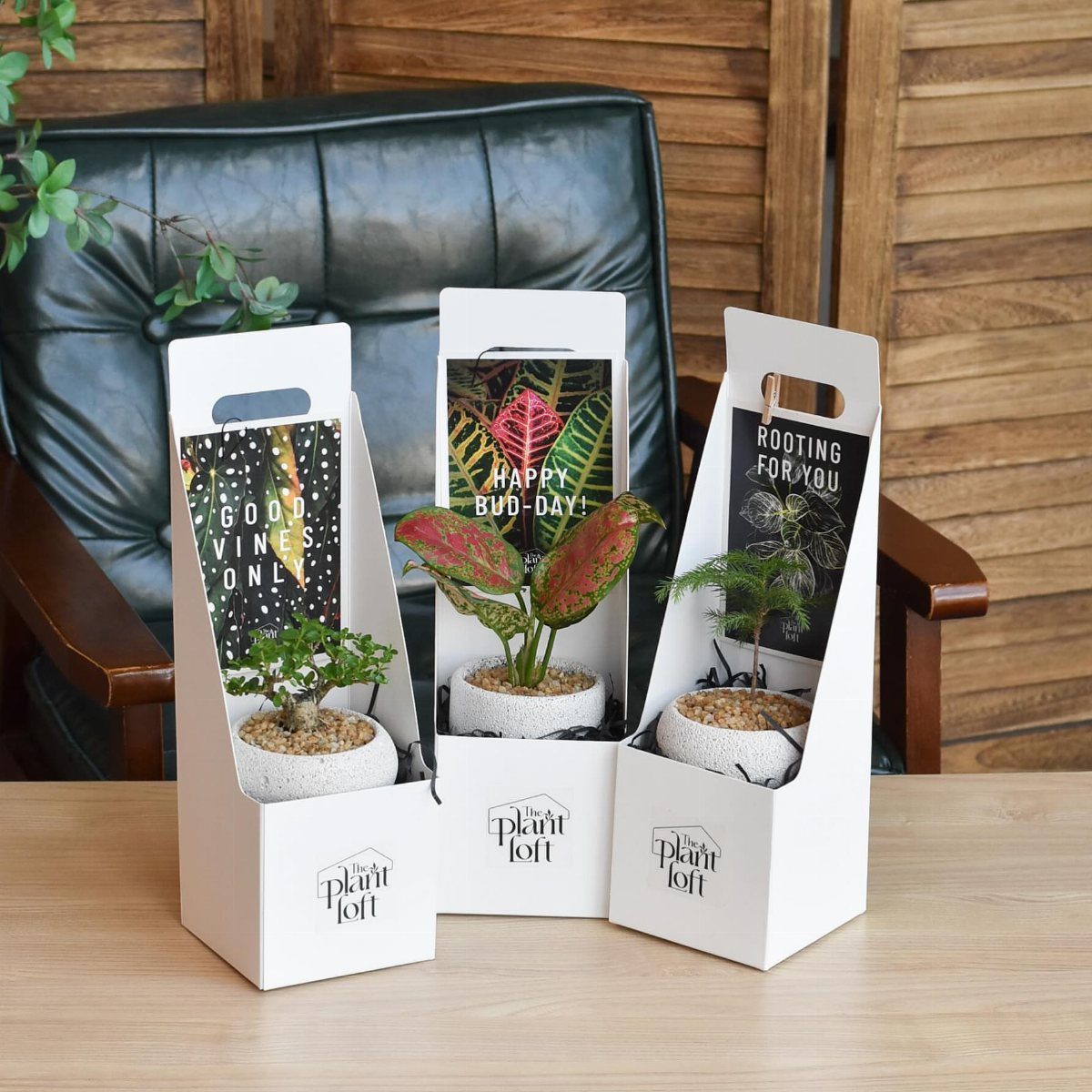 Three white gift boxes containing small potted plants on a wooden table.