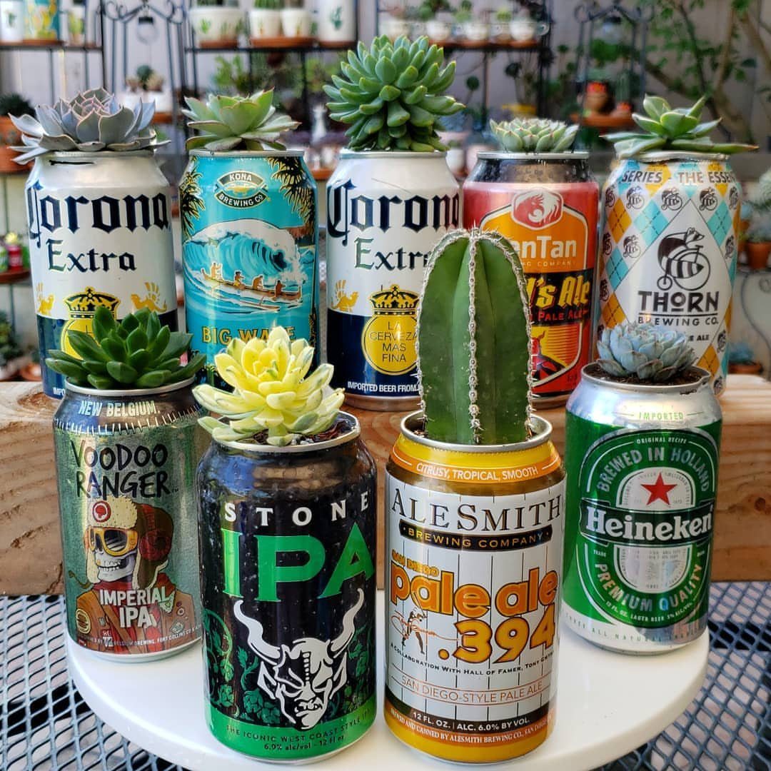 Recycled beer cans repurposed as small planters holding various green succulents and cacti.
