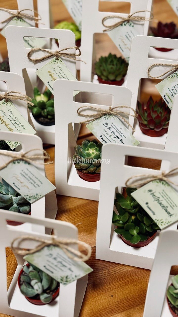 14 Small Unisex Gifts for Friends, Coworkers and Family 5 Small succulent plants in white gift carriers with twine bows on wooden table