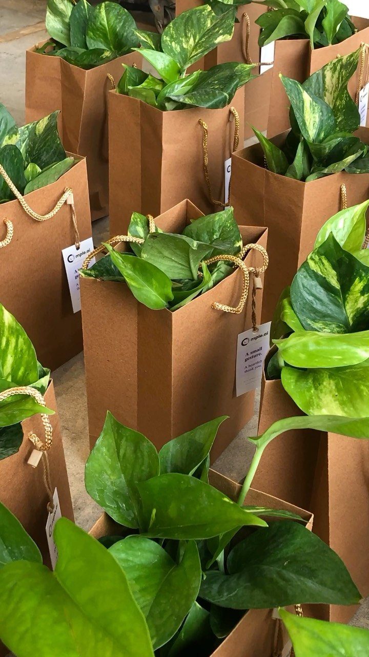 12 Thanksgiving Gifts for Coworkers They'll Actually Use 5 Pothos plants in brown paper gift bags with tags for coworkers